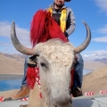 Tibet