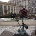 Rose of Donetsk