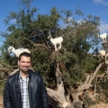 Finding Goats in Argan Trees on the Way to Marrakech