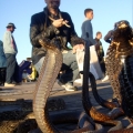 Getting Charmed by Snakes in Marrakech's Djemaa El-Fna