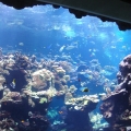 Steinhart Aquarium