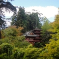 Japanese Tea Garden