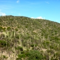 Tehuacán-Cuicatlán Biosphere Reserve