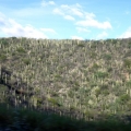 Tehuacán-Cuicatlán Biosphere Reserve