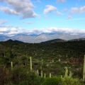 Tehuacán-Cuicatlán Biosphere Reserve