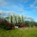 Tehuacán-Cuicatlán Biosphere Reserve