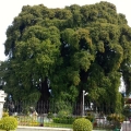 El Árbol del Tule