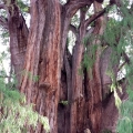 El Árbol del Tule