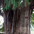 El Árbol del Tule