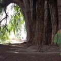 El Árbol del Tule