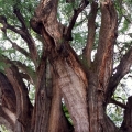 El Árbol del Tule