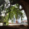 El Árbol del Tule