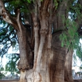 El Árbol del Tule