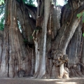 El Árbol del Tule