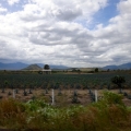 Agave Fields