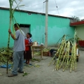 Caña [Sugar Cane]