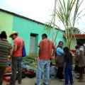 Caña [Sugar Cane]