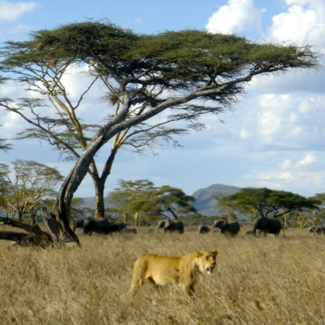 tanzania-serengeti-best2