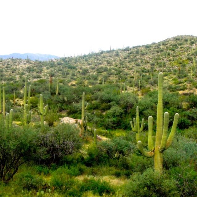 usa-saguaro-1