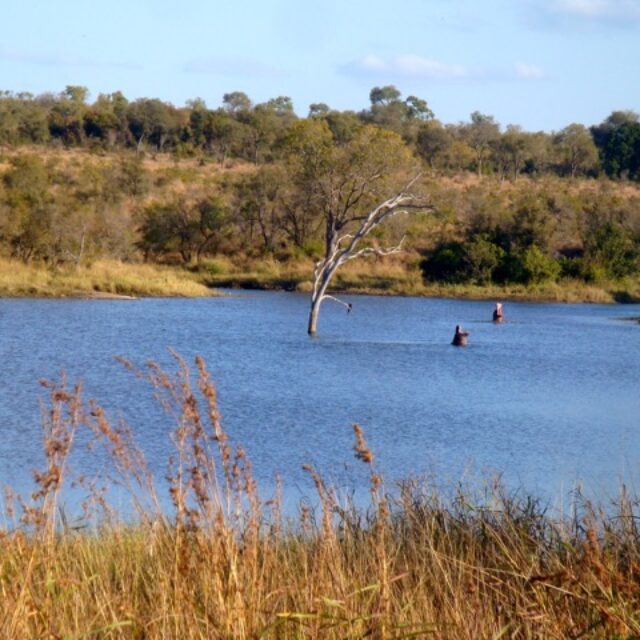 southafrica-krugerpark-4